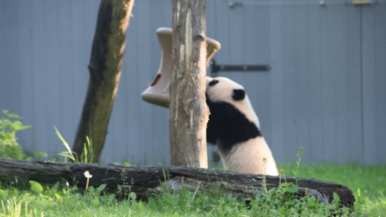 Bei Bei panda plays with a swinging spool feeder (5/14/2016) - YouTube