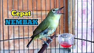 Pleci Nembak Rapat Cocok Untuk Melatih Pleci Bahan