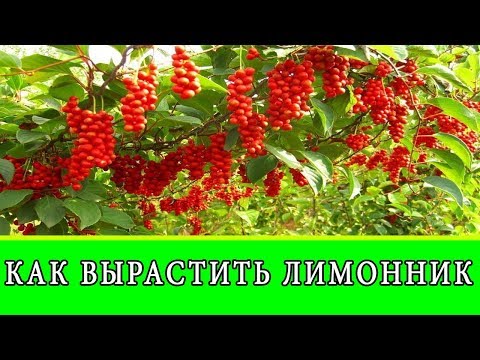 Китайский лимонник выращивание и уход в домашних условиях