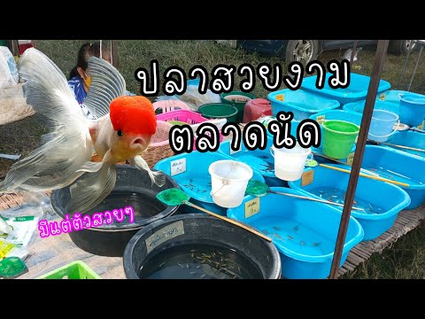 ปลาสวยงามตลาดนัด ราคาถูกสวยแข็งแรง มีให้เลือกเยอะ