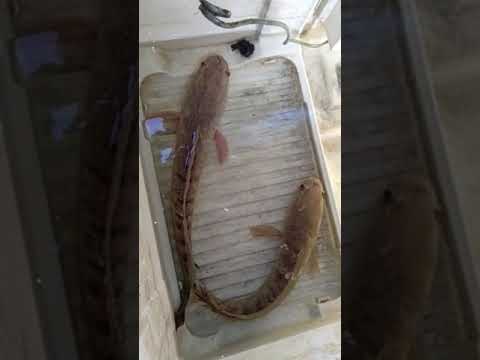 Ikan jalak