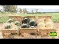 AGRO TV en San Juan: Melones y sandías de calidad en Don Domingo (#757 2018-02-03)