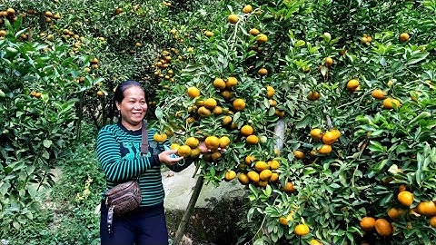 Vườn quýt Tết đường vào điện ngàn dân Núi Cấm