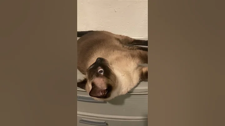 Video 2606621: chocolate point siamese, beautiful siamese