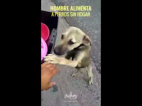 Video: Perros de las personas sin hogar
