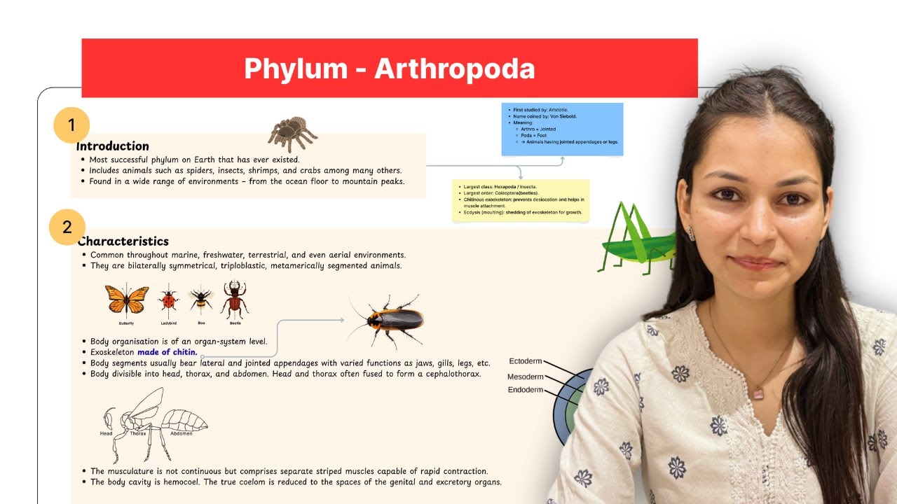 Phylum Arthropoda (General Characteristics) in हिन्दी | B.Sc. & M.Sc ...