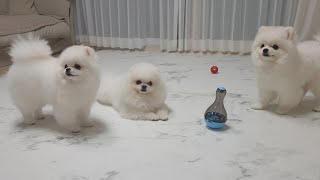 Popome | London Four Pomeranian Family | Померанские щенки играют с игрушкой