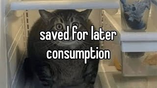 Cute and Funny Cat Compilation part 4