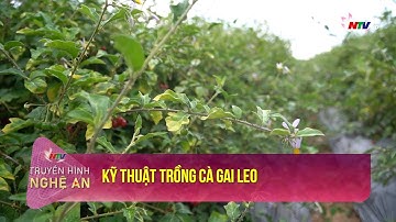 Khuyến nông: Kỹ thuật trồng cà gai leo