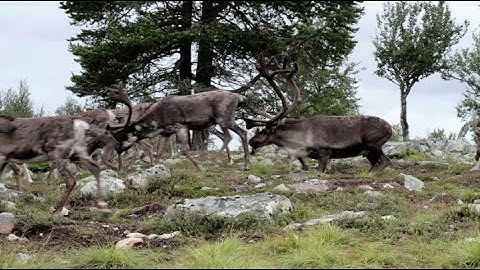 How NASA Data Helps Study Animals on the Move