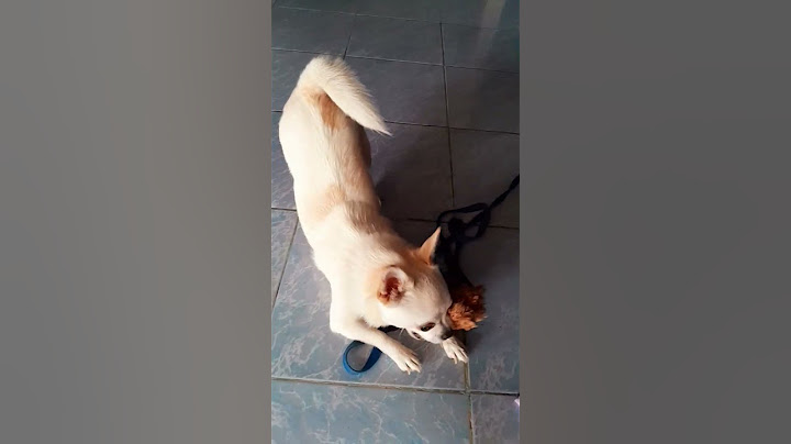 ได้เวลาเล่นของน้องโตเกียวแล้ว#หนูโตเกียว