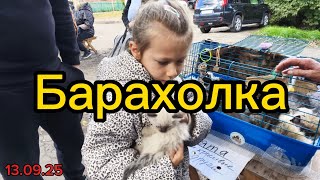 картинка: Хитрый рынок в Омске. Барахолка. Много животных, старых монет и ещё разного интересного.