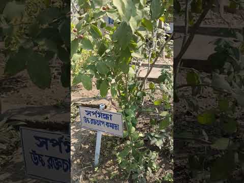 ভিডিও: রাউলফিয়া সাপ: বর্ণনা এবং বাসস্থান