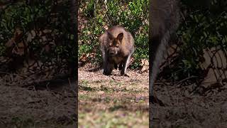 If you like to hop around you might be a red neck, wallaby  #wildlife #animals #zoo