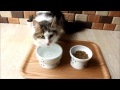 犬や猫が楽な姿勢で餌を食べられる「猫壱（脚付フードボウル）（脚付ウォーターボウル）」を猫にレビューさせるまき