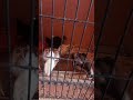 mostrando os meus pontinhos