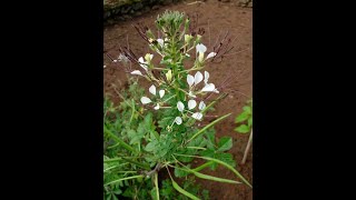 Complete Guide To Grow Cleome Gynandra Plant In Your Garden Medicinal Plant
