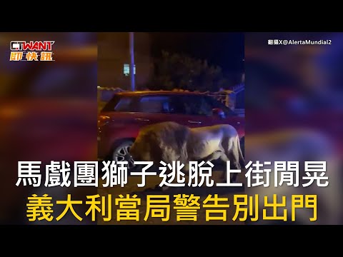 CTWANT 國際新聞 / 馬戲團獅子逃脫上街閒晃 義大利當局警告別出門