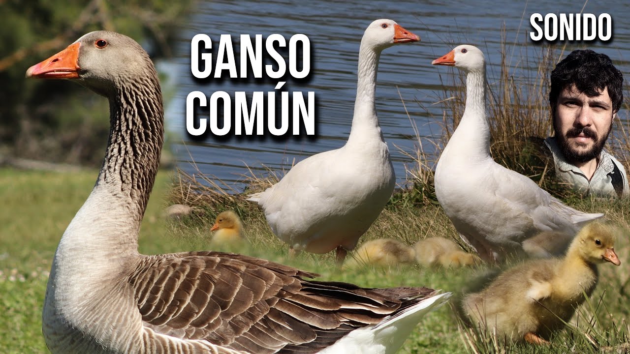 Домашний гусь ЗВУК 4K (Anser anser domesticus)