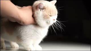 How to pet a cat - cat purring by PetHolics 105 views 2 years ago 54 seconds