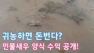 귀농 민물새우양식 400평 수익공개