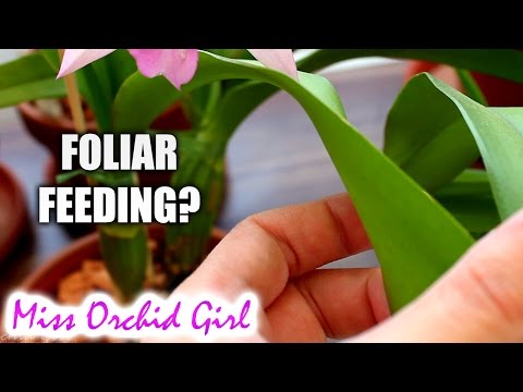 Video: Este foliar bun pentru orhidee?