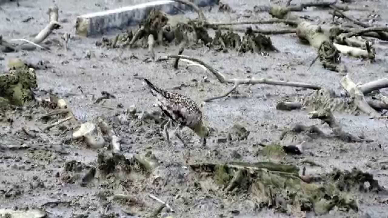 ドロアワモチの仲間 Onchidium sp. を食べようとするムナグロ Pacific Golden Plover @漫湖 
