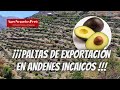 Paltas de exportación en andenes incaicos