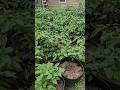 June 29th, 2025 Outdoor Superhot Pepper Garden Weekly Update #garden #gardening #plants #spicy