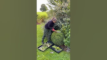 Hoe u uw buxusplanten in vorm kunt brengen en snoeien #tuintips