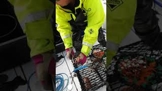Lobster fishing and crab crushing in Sweden