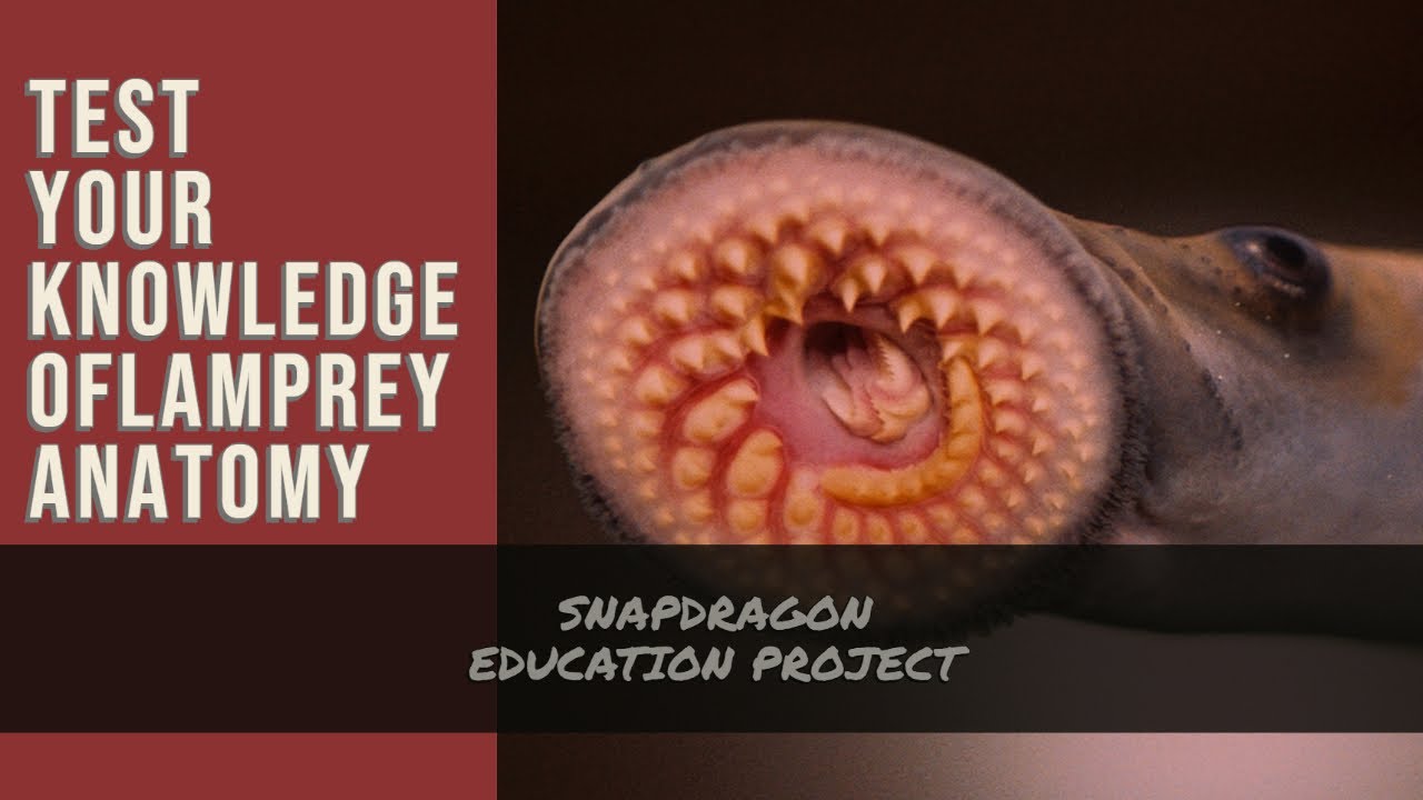 Lamprey Internal Anatomy Diagram