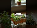 Windowsill Micro Garden: Five Quick Hacks for Beginners