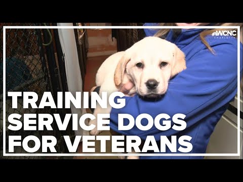 Video: Nonprofit māca ievainotus veterānus, lai apmācītu apkalpojošos suņus kolēģiem