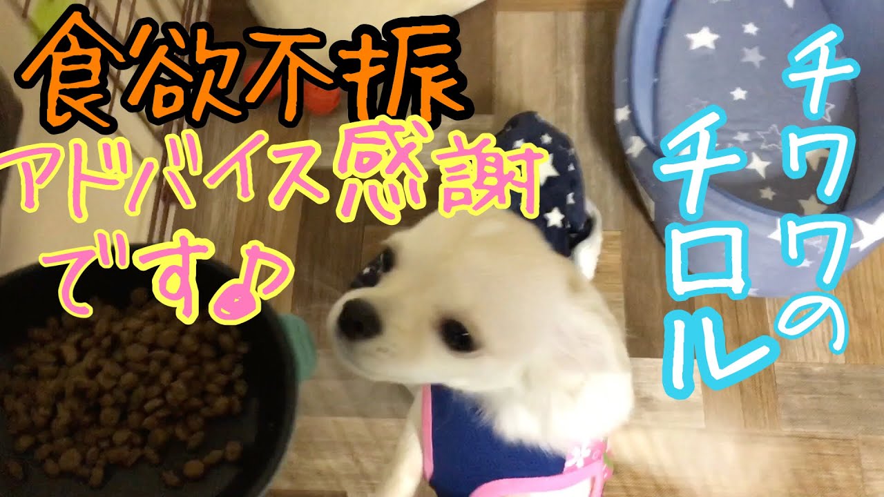 子犬のチワワ、食欲不振、皆様からのアドバイス、本当にありがとうございます🙇‍♂️！。 YouTube