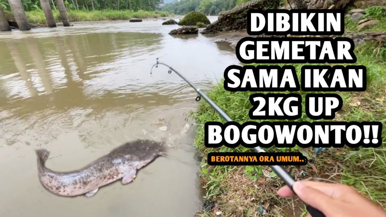 PECAH REKOR PERLAWANAN IKAN SAMPAI 11 MENIT!! Mancing ikan di sungai Bogowonto poin 2KG UP