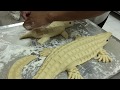 How To Make Crocodile Breads Display