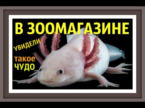 Видео: Съдържание на Axolotl (Ambystoma Mexicanum)