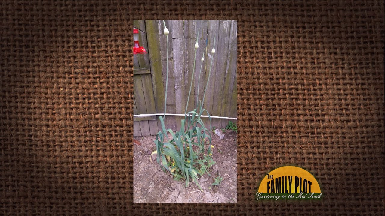 Q&A - What is this plant? – Garlic