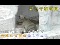 【天王寺動物園】 大阪のホッキョクグマ!! おてんば娘のホウちゃん（260220）