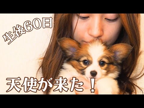 【子犬お迎え初日】天使を迎えに往復12時間!パピヨン子犬