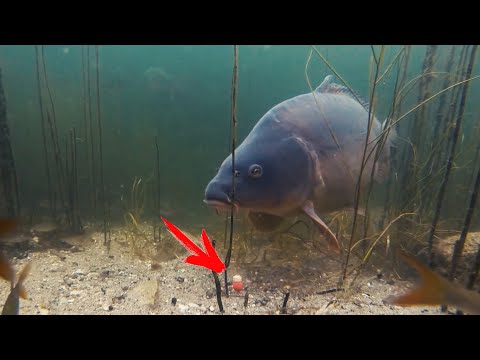 ПОКЛЕВКА КРУПНОГО ГИГАНТСКОГО КАРПА НА БОЙЛЫ - Реакция рыбы , подводная съемка