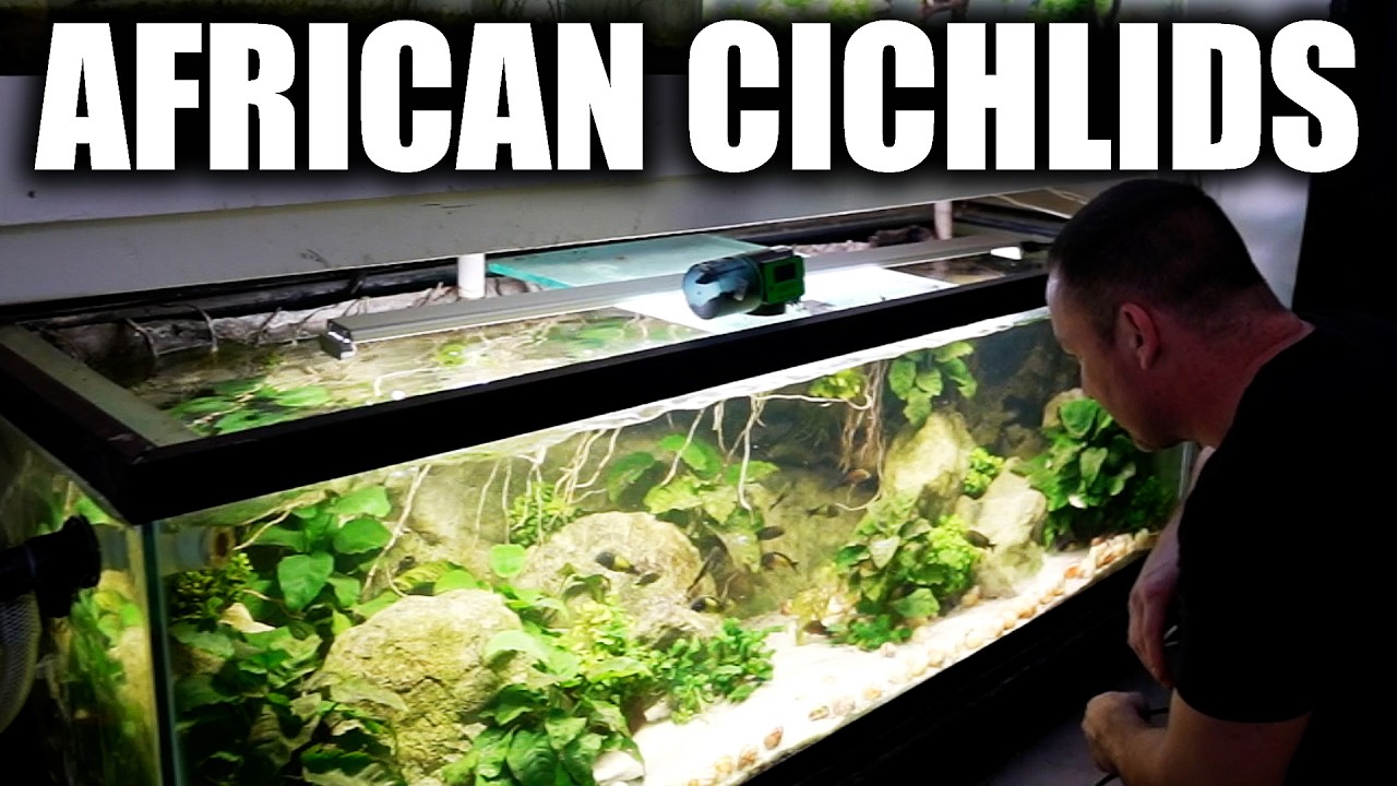 THE ULTIMATE AFRICAN CICHLID AQUARIUM – How to keep tropheus THE ULTIMATE AFRICAN CICHLID AQUARIUM – How to keep tropheus