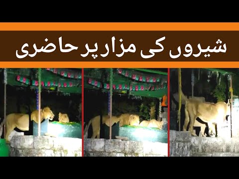 Lions Hazri On Mazar |  Sher Ki Mazar Par Hazri | Khabarology