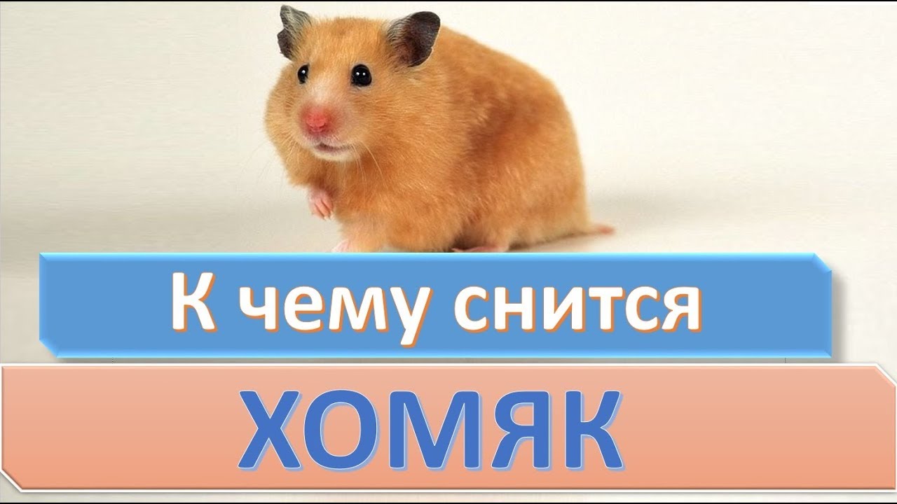 К чему снится ХОМЯК | СОННИК