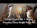 Terapi Trucukan biar Cepat gacor || CARA Ampuh mengatasi Trucuk stres & trucukan Macet Bunyi