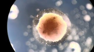 Scientists Created World's First Living Robots Profile