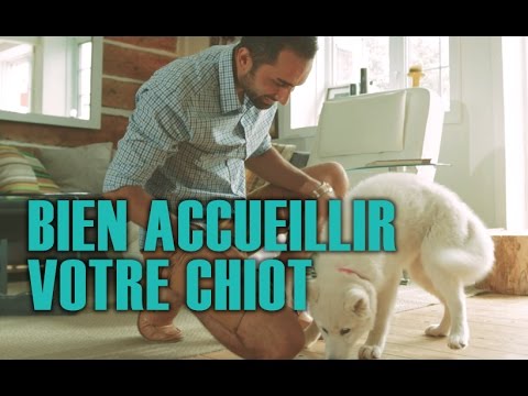 Vidéo: Comment former et prendre soin d'un nouveau chiot Husky Sibérien