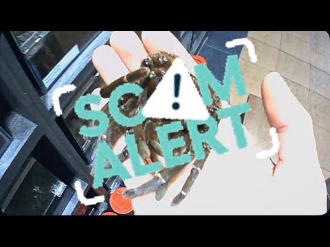 Guys, I think I got SCAMMED. Oh well..