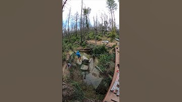 Tree Weaving Timelapse